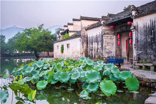 荇菜一般生长在哪里（荇菜一般生长在哪里蚂蚁庄园）