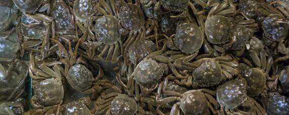 野生螃蟹怎么养活 野生螃蟹能养活吗