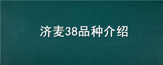 济麦38品种介绍