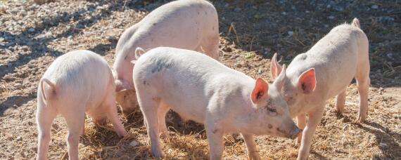 猪长期添加金霉素副作用 母猪长期添加金霉素副作用