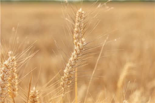 2022年国家对小麦补贴多少一亩？小麦补贴能涨吗？附最新消息