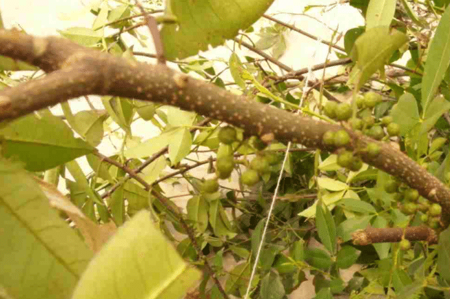 花椒木有辟邪作用吗，有哪些功效 花椒木有什么功效