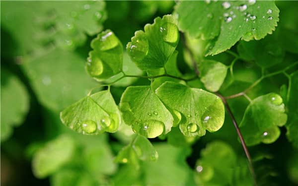 室内极度耐阴的7种植物，没阳光也能活