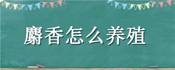 麝香怎么养殖 麝香怎么养殖也就是长子怎么养殖