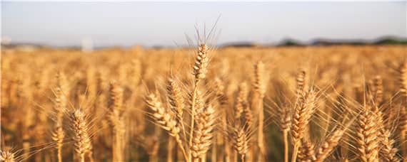 西农109小麦品种介绍