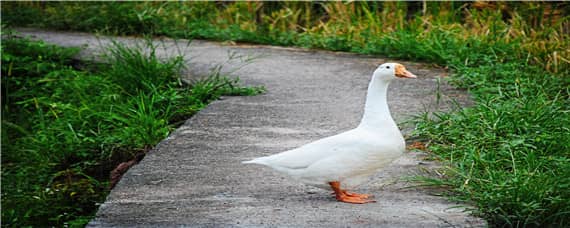 蛇怕鹅吗 鹅怕蛇还是蛇怕鹅
