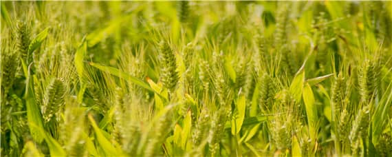国家一级抗旱小麦品种 抗旱高产小麦新品种