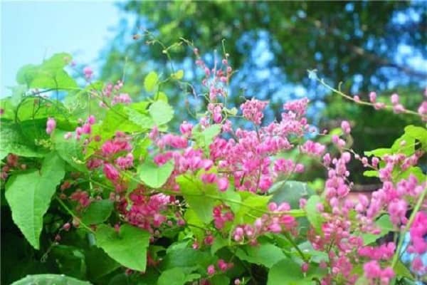 四季都开花的花有哪些 怎么养护管理