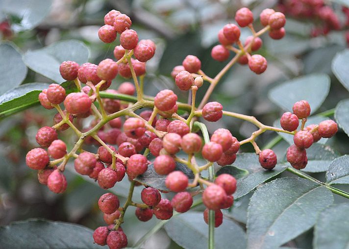 花椒什么时候种植好 科学管理方法是什么