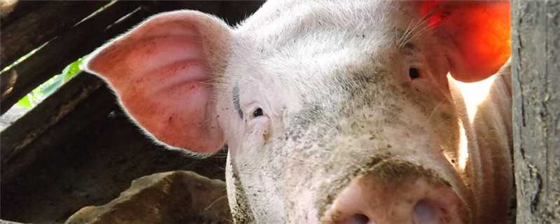 猪吃了发霉饲料的症状 猪食用霉变饲料有什么症状