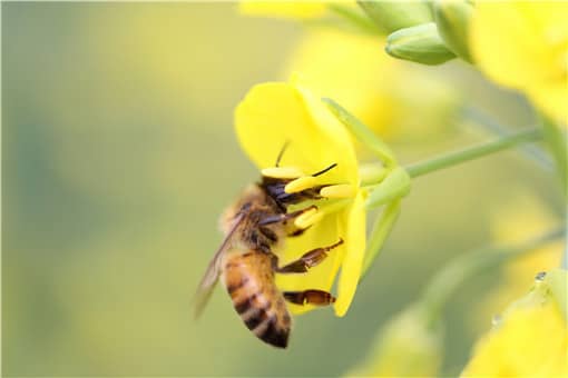 蜜蜂养殖什么品种好 什么品种的蜜蜂好养