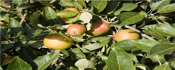 苹果种植条件海拔（苹果种植条件海拔多少）
