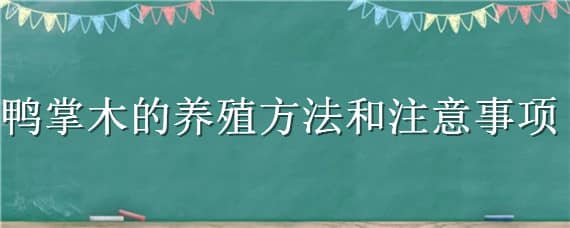 鸭掌木的养殖方法和注意事项 夏天鸭掌木的养殖方法和注意事项