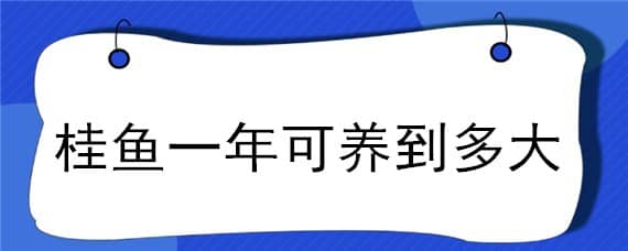 桂鱼一年可养到多大