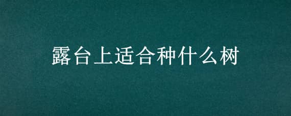 露台上适合种什么树