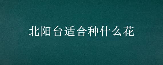 北阳台适合种什么花 北阳台适合种什么花卉