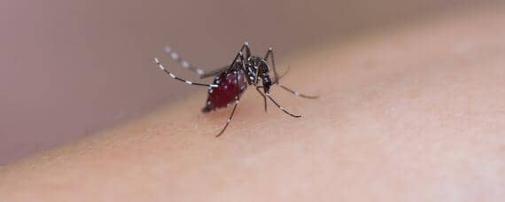 一只蚊子一次可以繁殖多少只 一只蚊子能产多少只蚊子