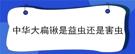 中华大扁锹是益虫还是害虫