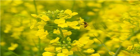 华油杂50品种介绍 华油杂50种植技术