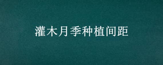 灌木月季种植间距