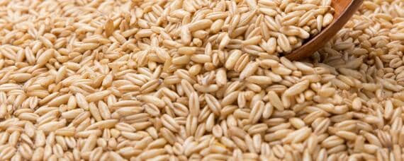 燕麦是否可以饲养 燕麦是否可以饲养蚂蚁