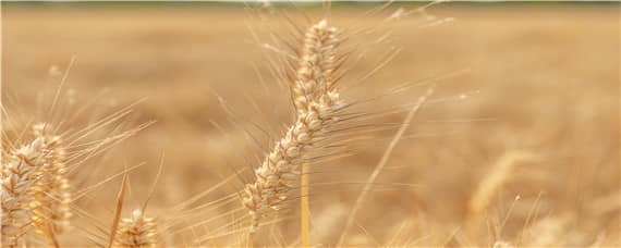 中麦23小麦品种介绍 中麦122小麦新品种介绍