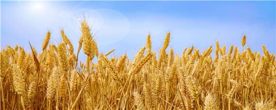 中麦875小麦品种介绍（中麦886小麦品种）