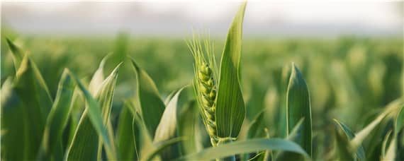 小麦高产新品种 小麦高产新品种有哪些百度百科
