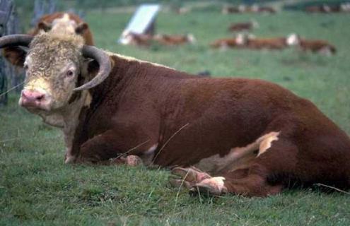 新生犊牛管理措施 犊牛管理的主要措施