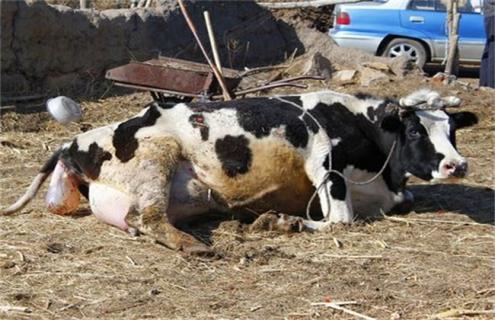 新生犊牛死亡原因及预防措施 牛犊突然死亡什么原因