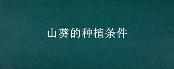 山葵的种植条件