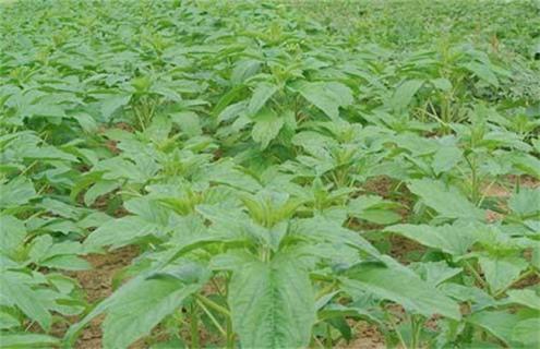 芝麻为什么不能连作重茬 芝麻可以种重茬吗