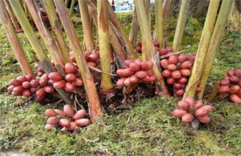 草果种植需要什么条件