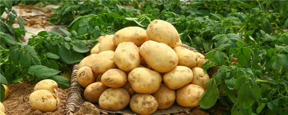 土豆一亩地能产多少斤 土豆一亩地能产多少斤利润多少