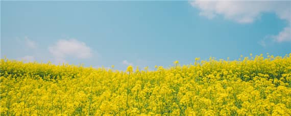 油菜成熟时间 油菜成熟时间不一致