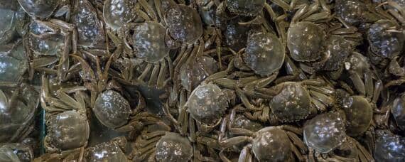 螃蟹怎么养几天 螃蟹怎么养几天再吃