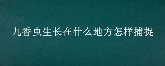 九香虫生长在什么地方怎样捕捉（九香虫一般在什么地方多）