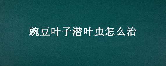 豌豆叶子潜叶虫怎么治（豌豆叶子潜叶虫怎么治好）