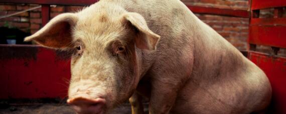 育肥猪能长期用金霉素吗 金霉素对育肥猪的作用