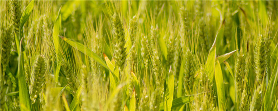 超低杆矮大穗小麦品种有哪些 矮秆大穗小麦品种有哪些