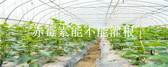 赤霉素能不能灌根（赤霉素可以灌根吗）