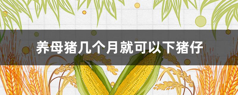 养母猪几个月就可以下猪仔
