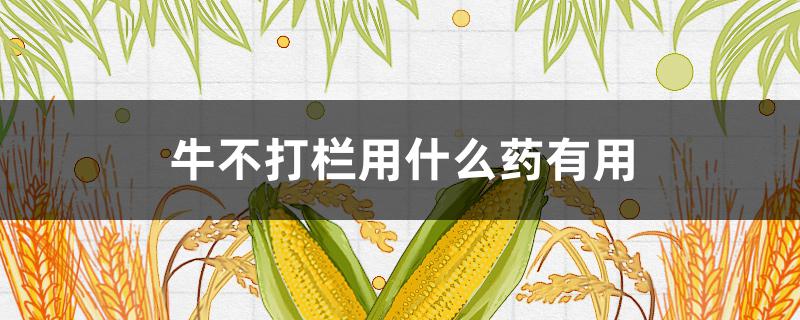 牛不打栏用什么药有用