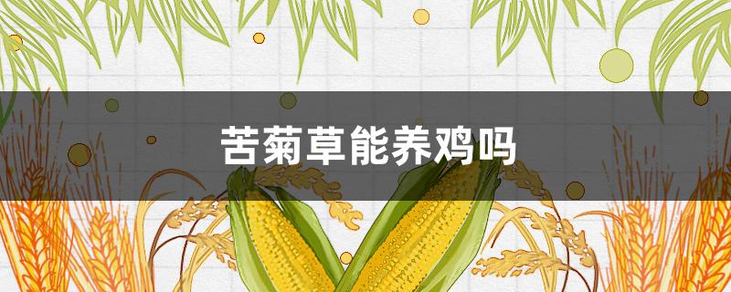 苦菊草能养鸡吗 菊苣草养鸡