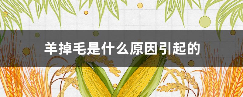 羊掉毛是什么原因引起的（羊掉毛是什么原因引起的和图片）