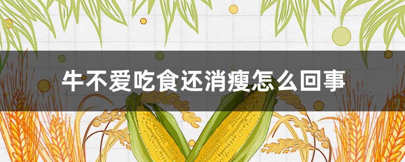 牛不爱吃食还消瘦怎么回事