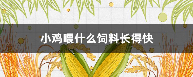 小鸡喂什么饲料长得快