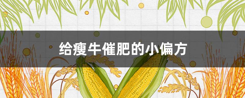 给瘦牛催肥的小偏方 养牛催肥秘方