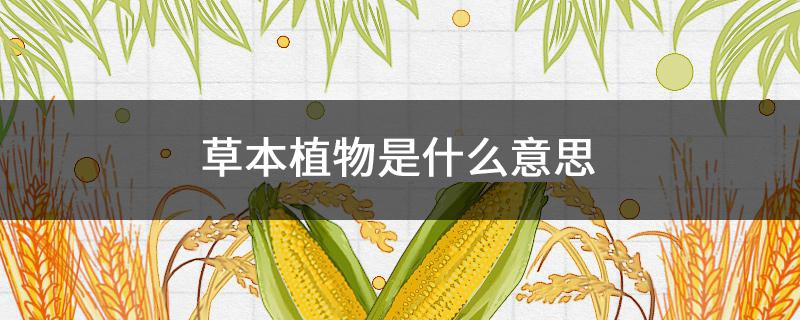 草本植物是什么意思