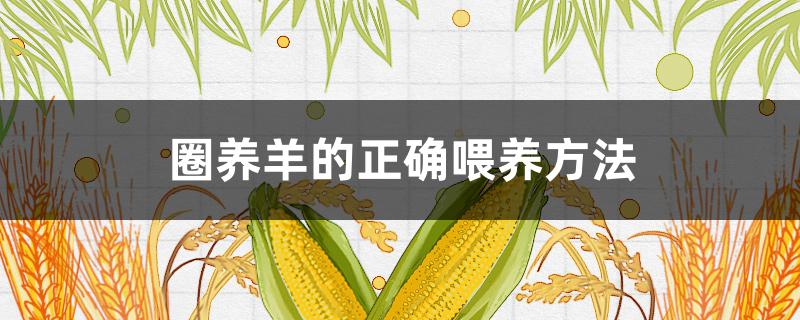 圈养羊的正确喂养方法